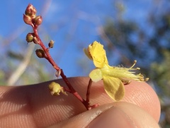 Erythrostemon pannosus