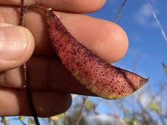 Erythrostemon pannosus