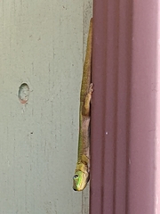 Phelsuma laticauda laticauda