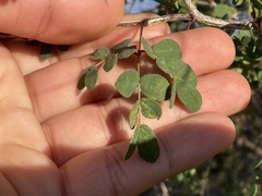 Erythrostemon pannosus