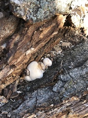 Reticularia lycoperdon