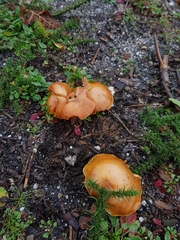 Gymnopilus penetrans