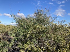 Erythrostemon pannosus