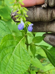 Salvia carnea