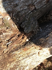 Reticularia lycoperdon