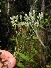 Eupatorium maritimum