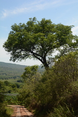 Sclerocarya birrea caffra