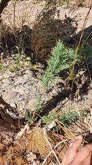 Tamarix chinensis