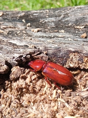 Ptichopus angulatus