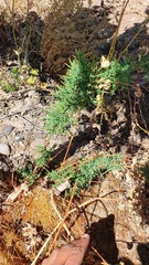 Tamarix chinensis