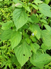 Salvia carnea
