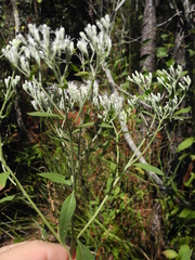 Eupatorium maritimum