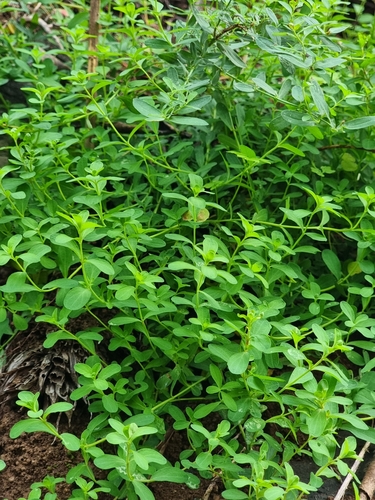 Hypericum humifusum image