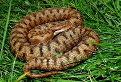Vipera aspis