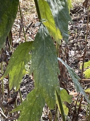 Artemisia douglasiana