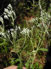 Eupatorium maritimum