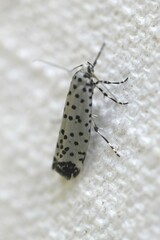 Yponomeuta internellus