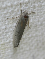 Xylorycta haplochroa