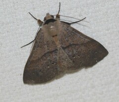 Ophyx eurrhoa