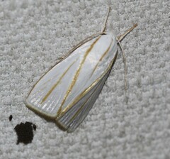 Cryptophasa flavolineata