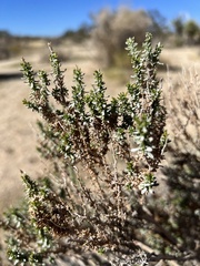 Ericameria cooperi