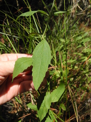 Eupatorium maritimum