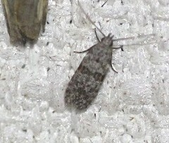 Hypatima baliodes