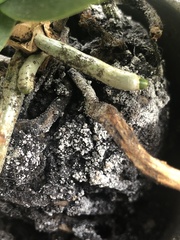 Sclerotinia sclerotiorum