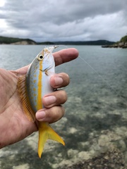 Ocyurus chrysurus