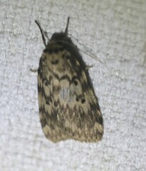 Hectobrocha subnigra