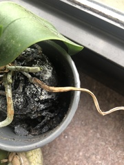Sclerotinia sclerotiorum
