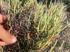 Arthroceras subterminale