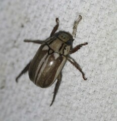 Anoplognathus abnormis