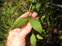 Eupatorium maritimum