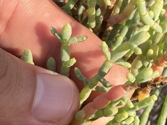 Arthroceras subterminale