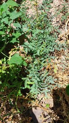 Hoffmannseggia glauca