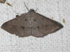 Isturgia penthearia