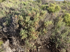 Arthroceras subterminale