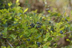 Cocculus hirsutus