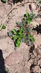 Pitraea cuneato-ovata