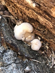 Reticularia lycoperdon