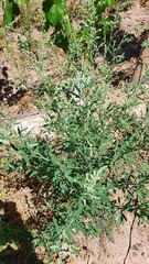 Chenopodium ficifolium