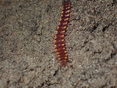 Nearctodesmidae