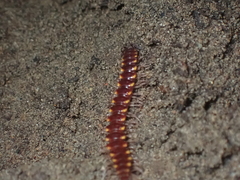 Nearctodesmidae