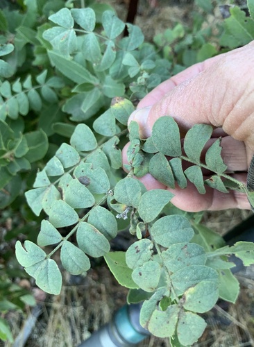 Balsam Bird's-foot Trefoil foliage