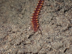 Nearctodesmidae