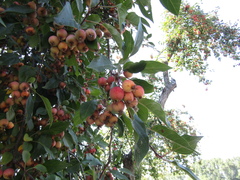 Malus prunifolia