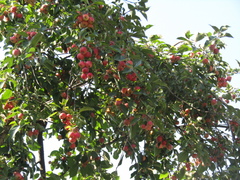 Malus prunifolia