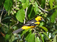 Icterus gularis