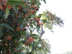 Malus prunifolia